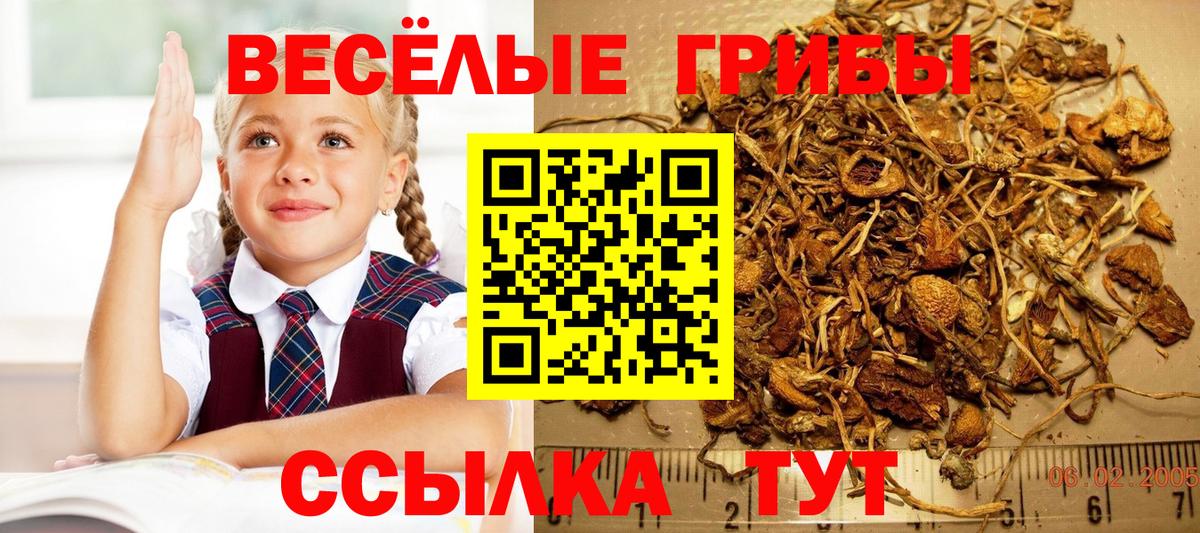 Рославль  Галлюциногенные грибы Psilocybe  Вход с VPN  Галлюциногенные грибы прущие грибы 